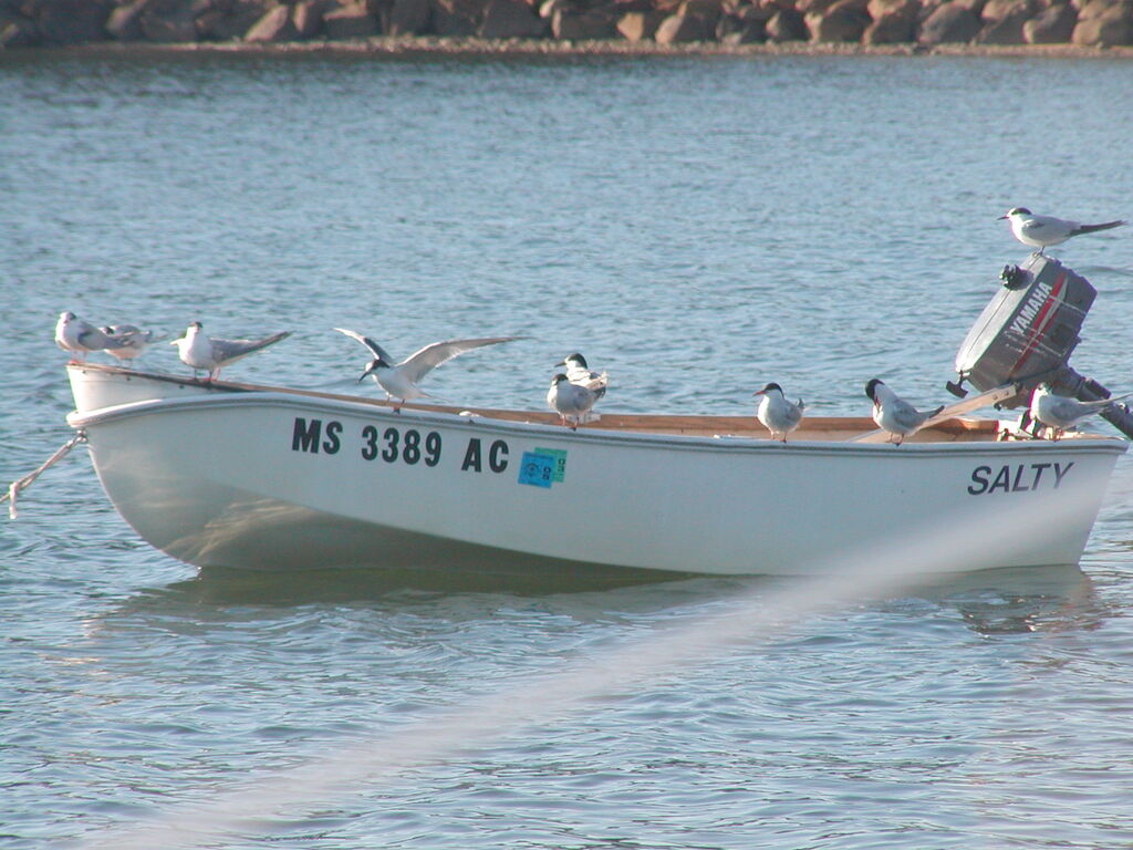 No description provided for: /2004/07-09/0922-bob+betty-seals+terns/_2/photo18.html