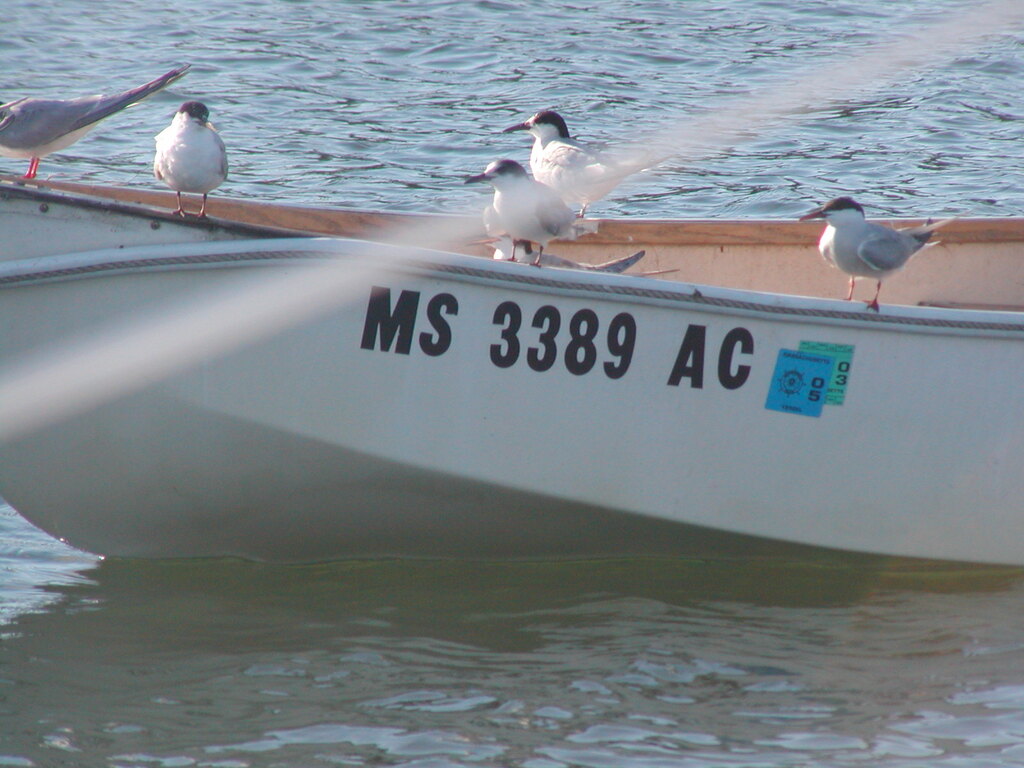 No description provided for: /2004/07-09/0922-bob+betty-seals+terns/_2/photo19.html