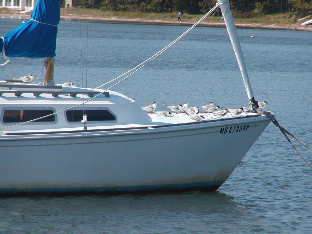 No description provided for: /2004/07-09/0926-boats+terns/photo02.html