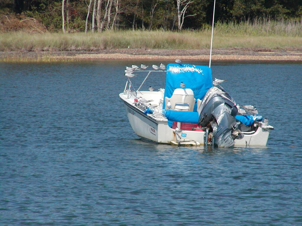No description provided for: /2004/07-09/0926-boats+terns/photo03.html