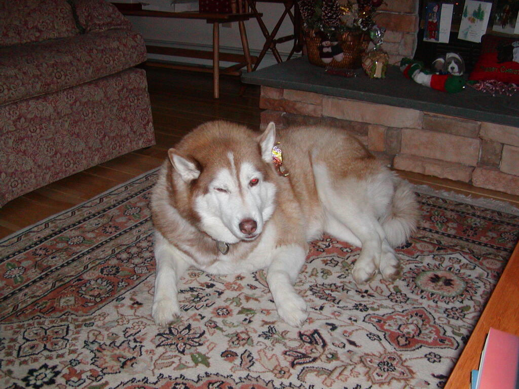No description provided for: /2004/10-12/1226-snowball/photo01.html