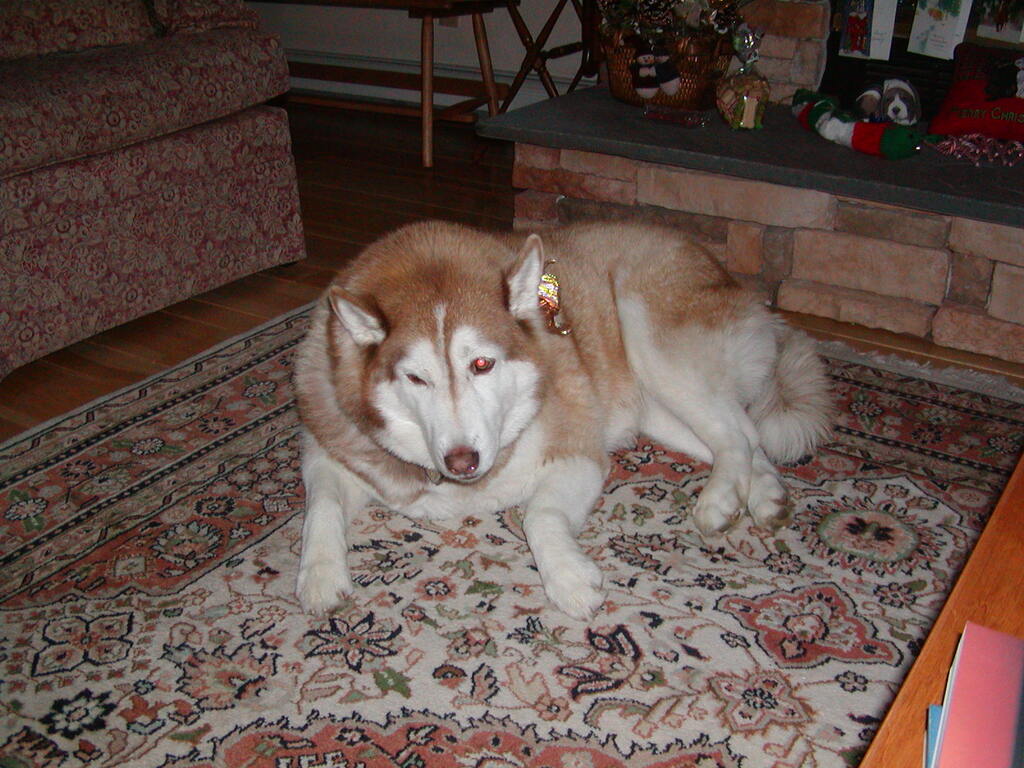 No description provided for: /2004/10-12/1226-snowball/photo02.html