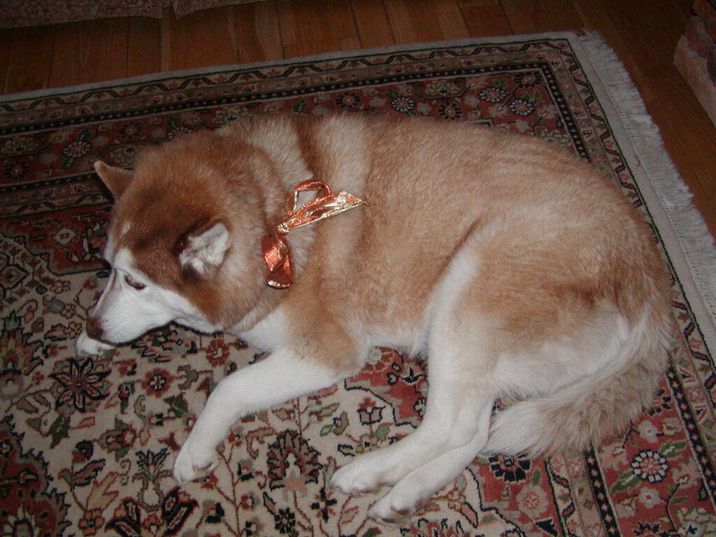 No description provided for: /2004/10-12/1226-snowball/photo03.html