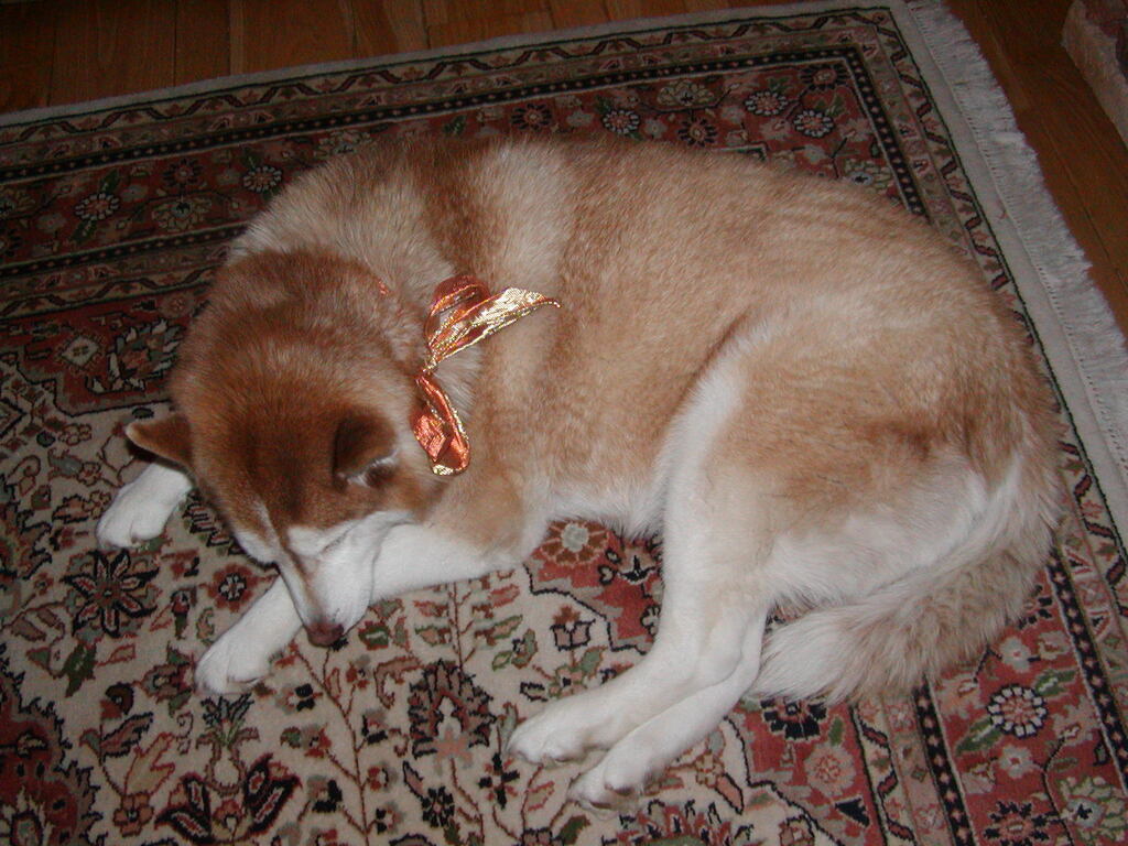 No description provided for: /2004/10-12/1226-snowball/photo04.html