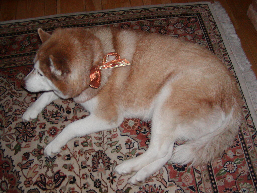 No description provided for: /2004/10-12/1226-snowball/photo05.html