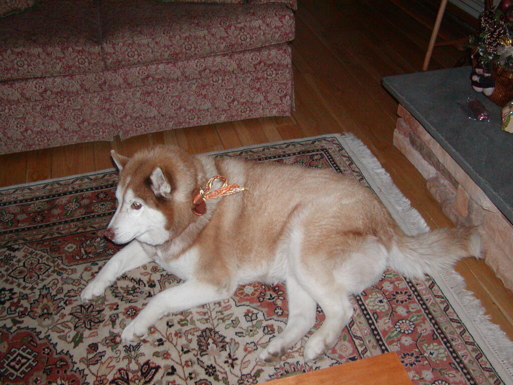 No description provided for: /2004/10-12/1226-snowball/photo06.html