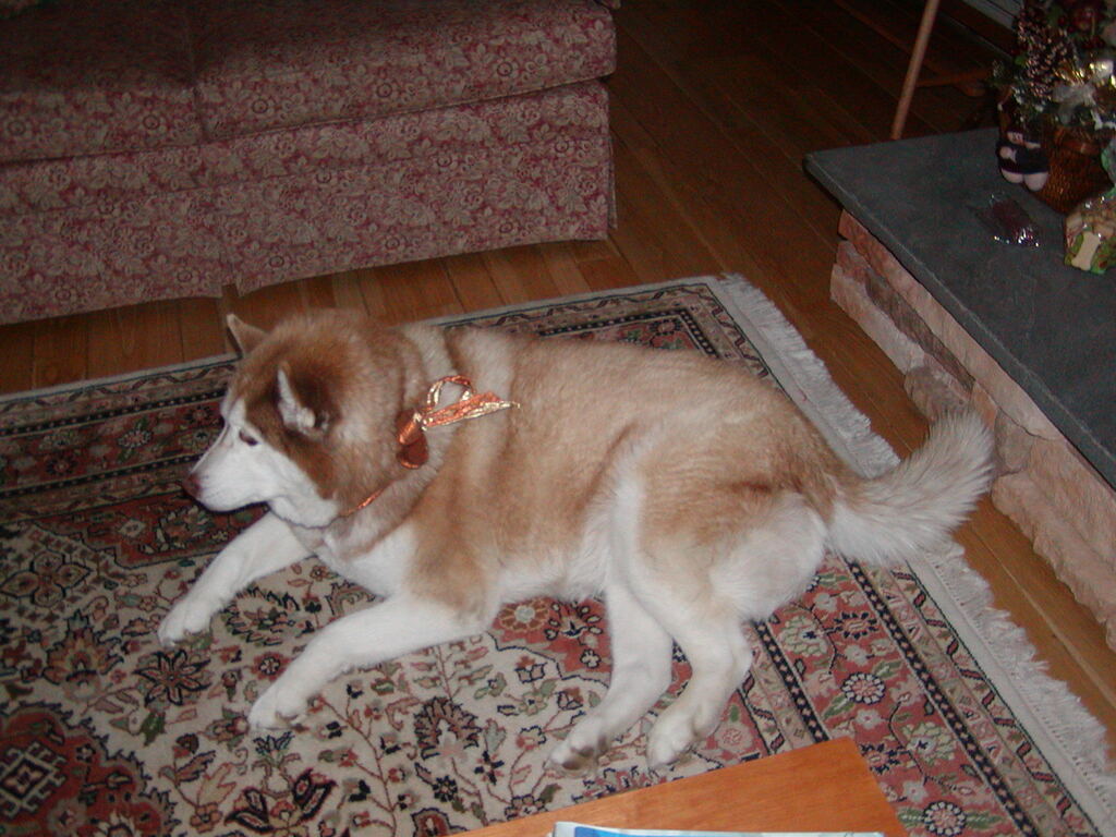 No description provided for: /2004/10-12/1226-snowball/photo07.html
