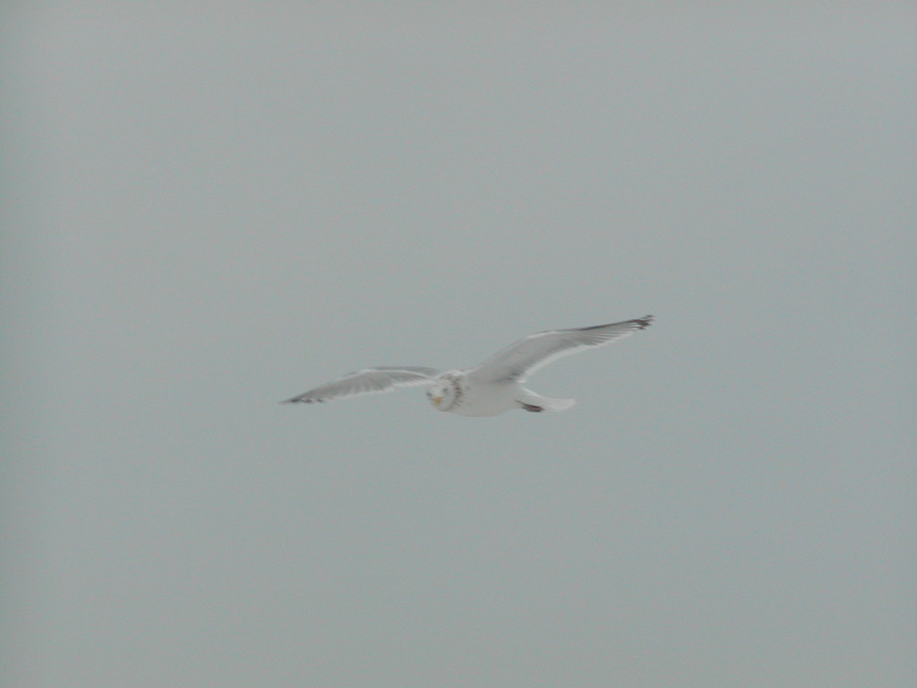 No description provided for: /2005/01-03/0203-chatham-light/photo02.html