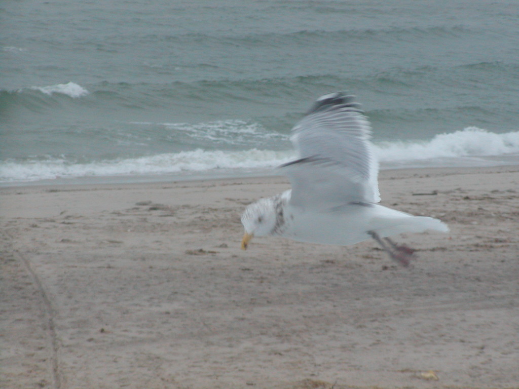 No description provided for: /2005/01-03/0203-chatham-light/photo03.html