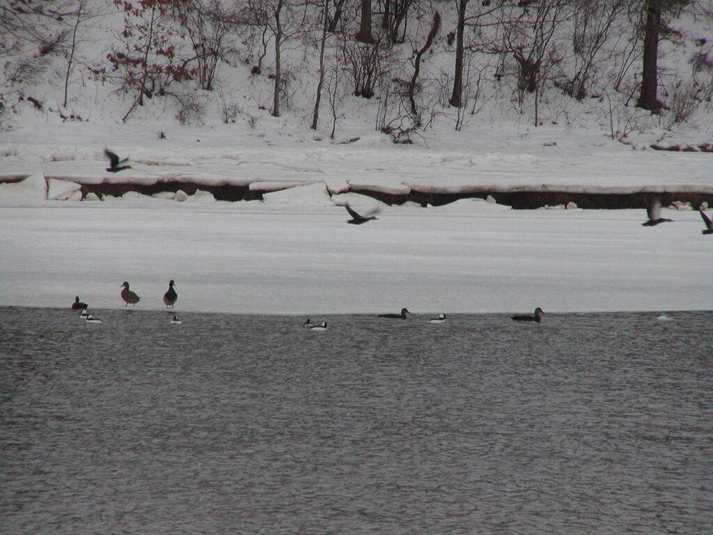 No description provided for: /2005/01-03/0203-quanset-pond/photo05.html