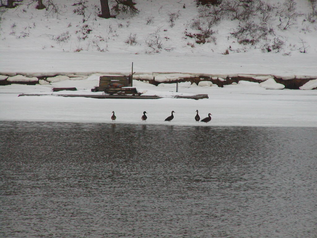 No description provided for: /2005/01-03/0203-quanset-pond/photo06.html