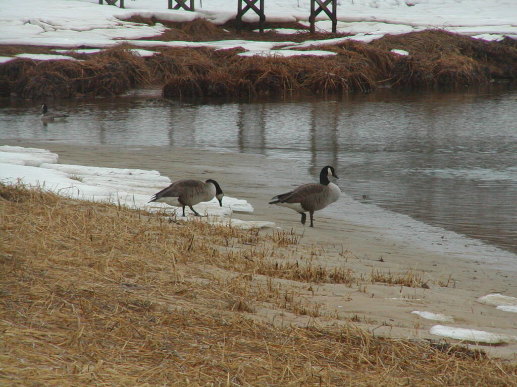 No description provided for: /2005/01-03/0203-quanset-pond/photo07.html