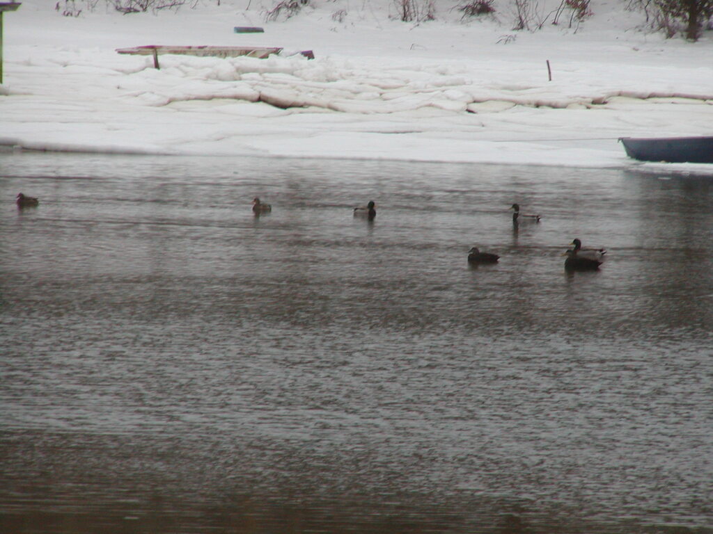 No description provided for: /2005/01-03/0203-quanset-pond/photo08.html