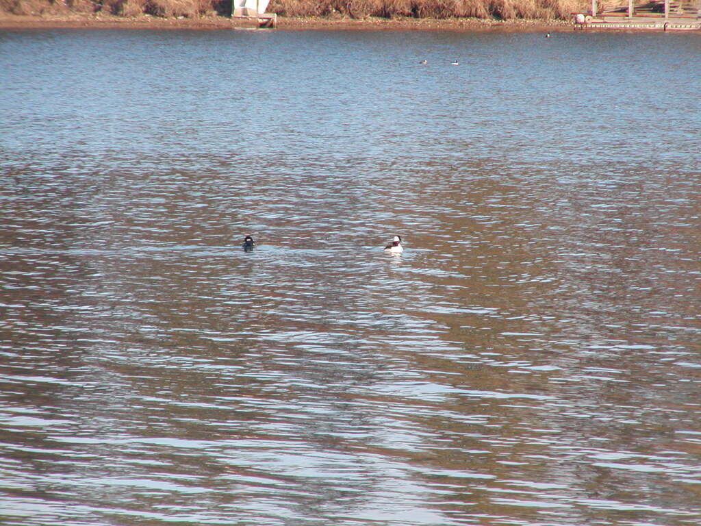 No description provided for: /2005/01-03/0313-qhc-ducks/photo01.html