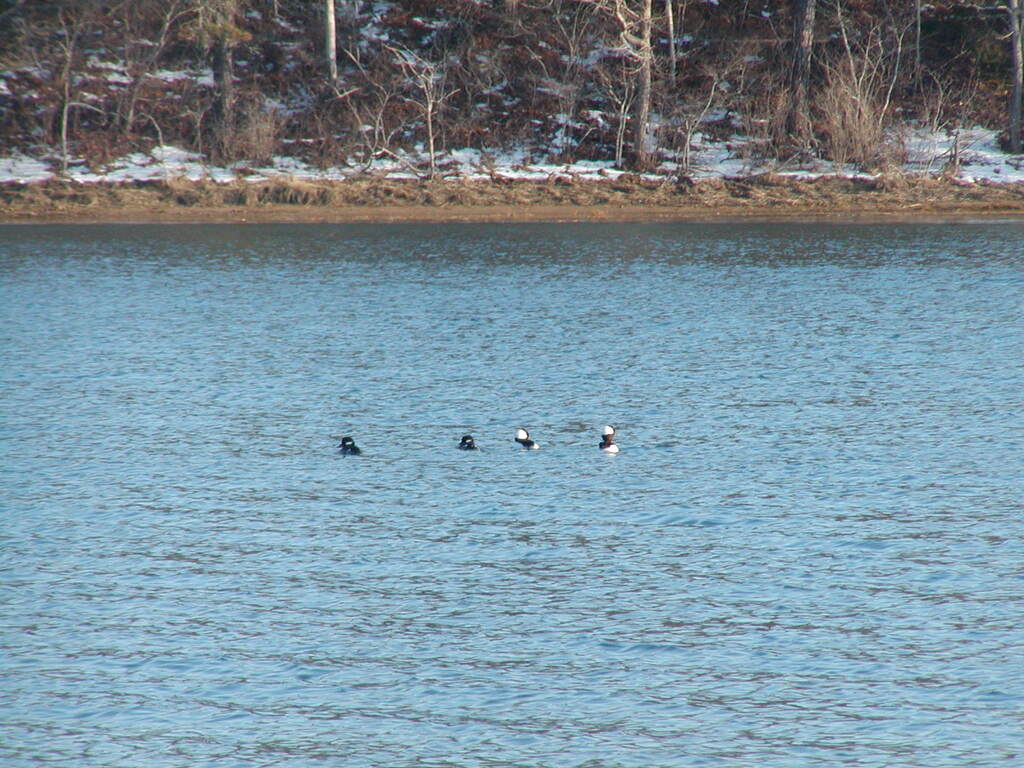 No description provided for: /2005/01-03/0313-qhc-ducks/photo02.html