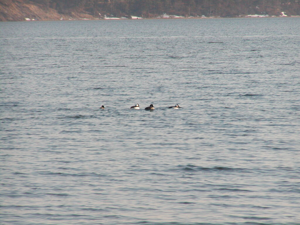 No description provided for: /2005/01-03/0313-qhc-ducks/photo03.html