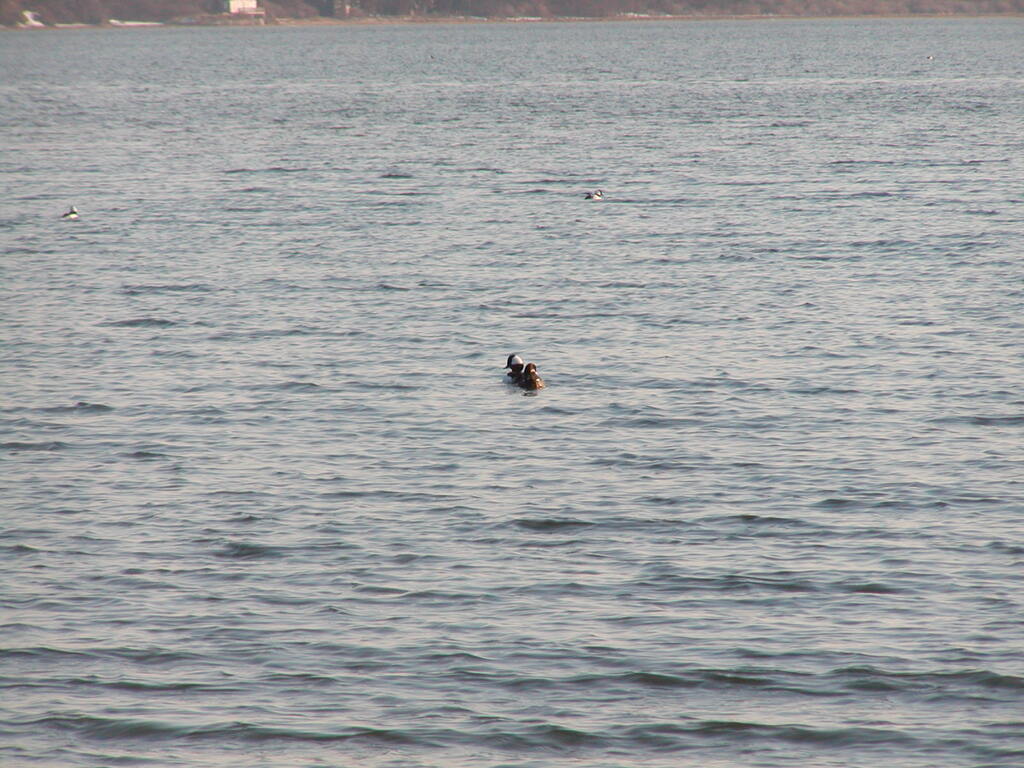 No description provided for: /2005/01-03/0313-qhc-ducks/photo04.html