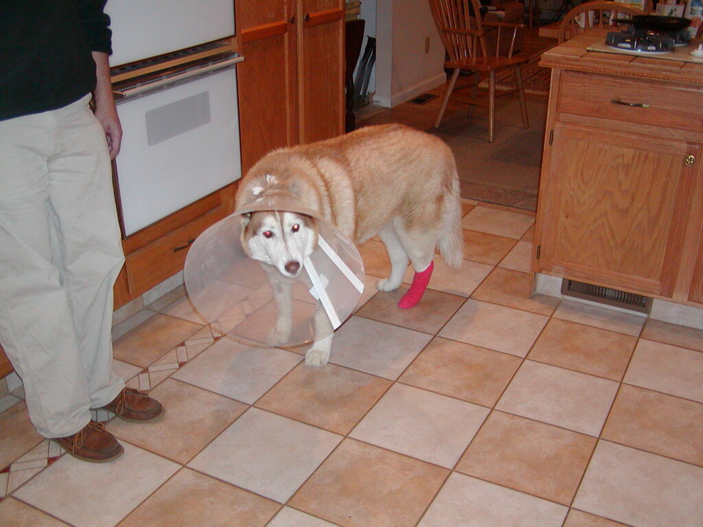 No description provided for: /2005/01-03/0315-conehead/photo01.html