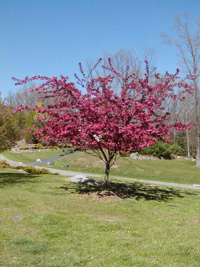 No description provided for: /2006/04-06/0429-trees/photo01.html