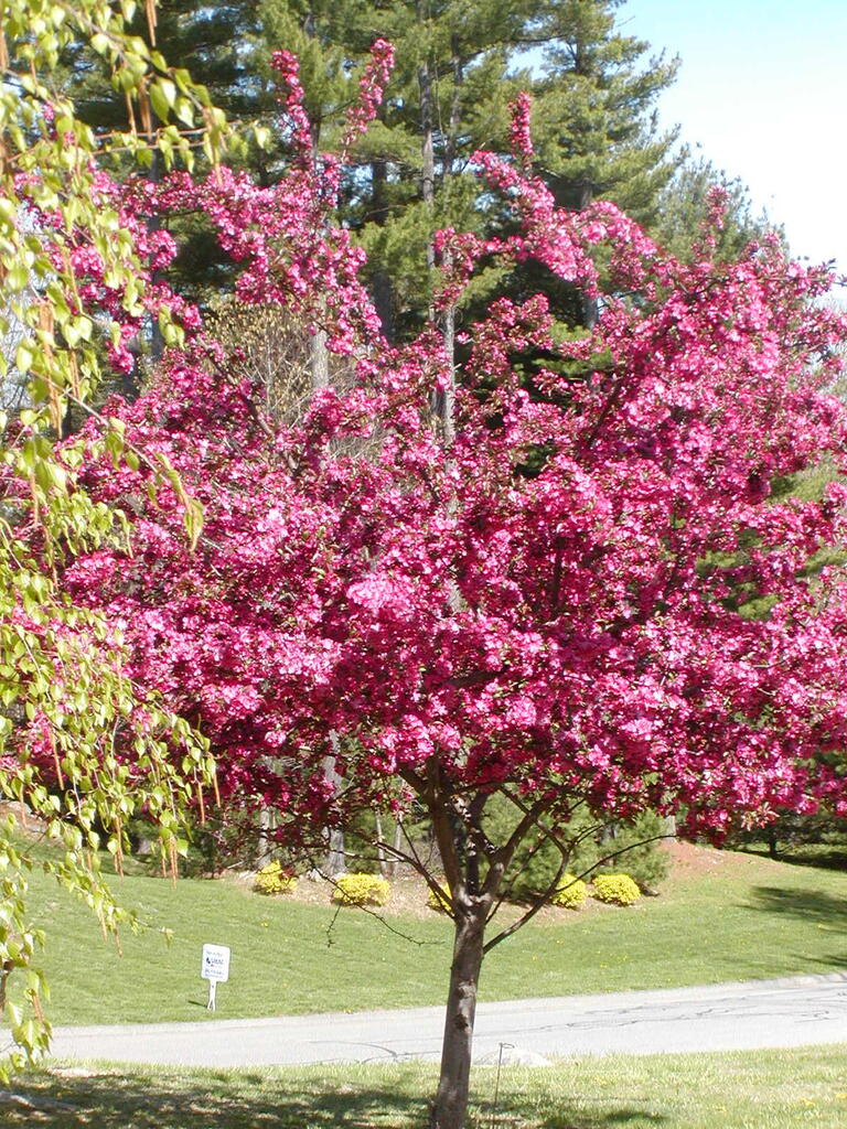 No description provided for: /2006/04-06/0429-trees/photo07.html