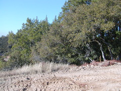 Image file: photo17.jpg