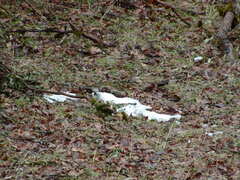 Image file: photo64.jpg