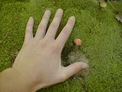 Image file: photo17.jpg