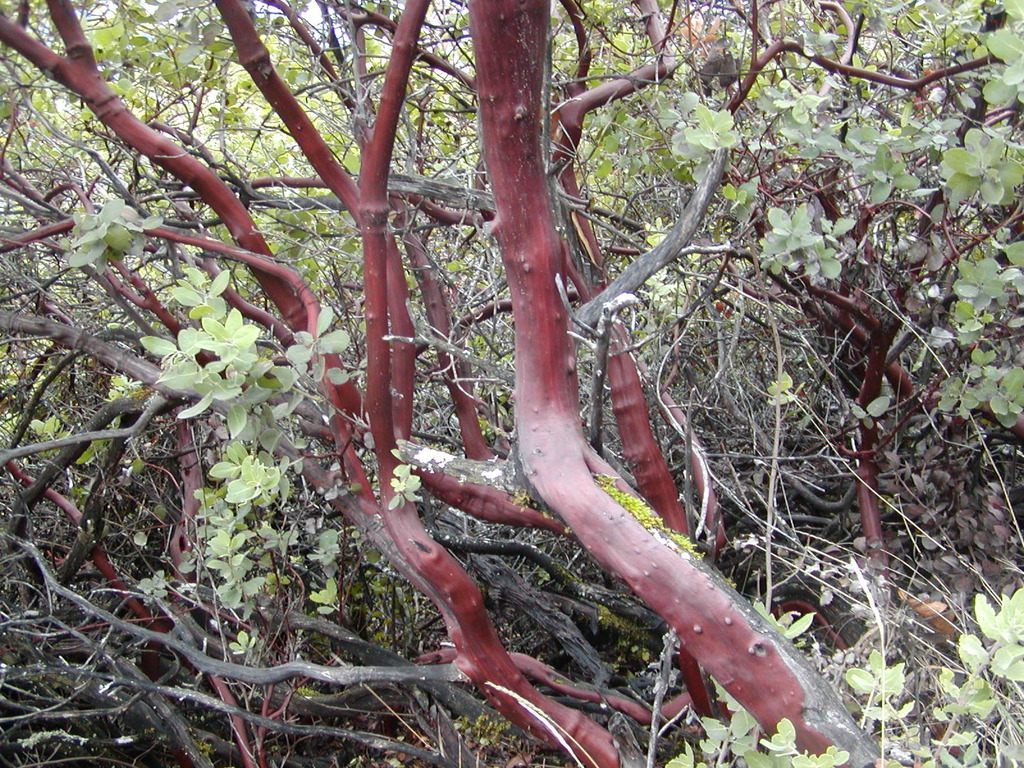 No description provided for: /2008/01-03/0126-castlerock/_1/photo08.html