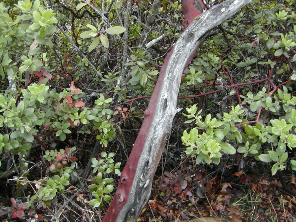 No description provided for: /2008/01-03/0126-castlerock/_1/photo11.html