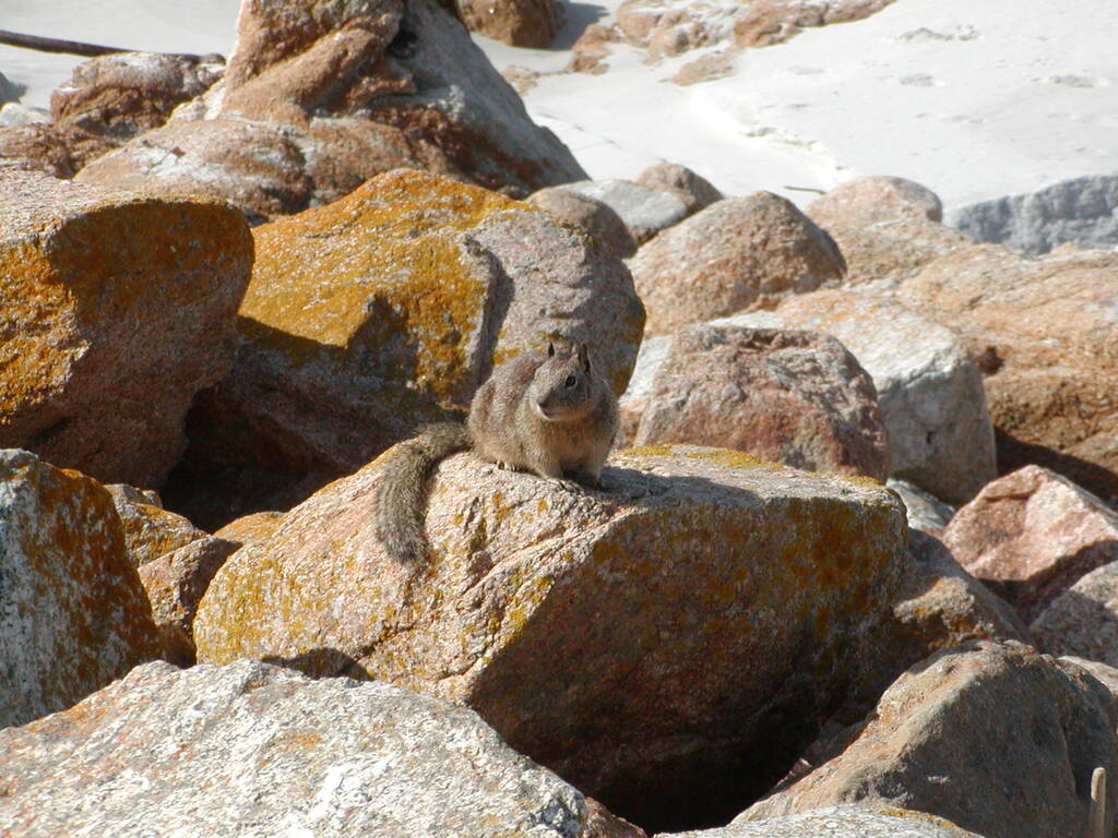 No description provided for: /2008/01-03/0201-monterey/photo12.html