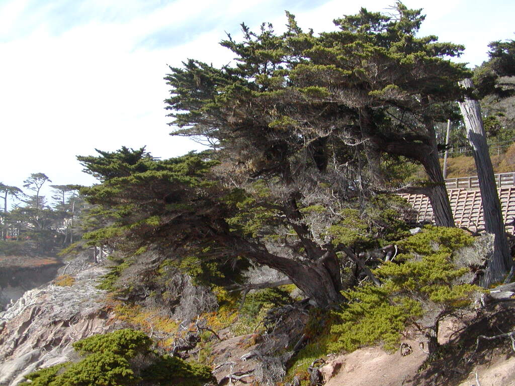 No description provided for: /2008/01-03/0201-monterey/photo14.html