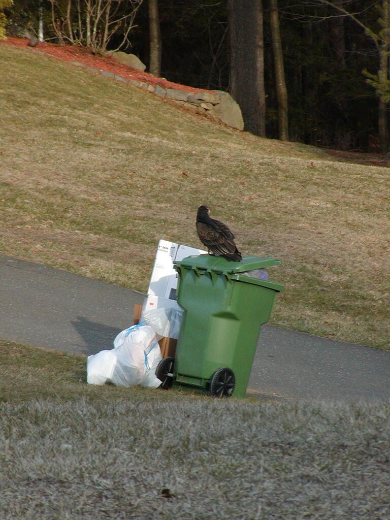 No description provided for: /2008/01-03/0330-turkey-vulture/photo01.html