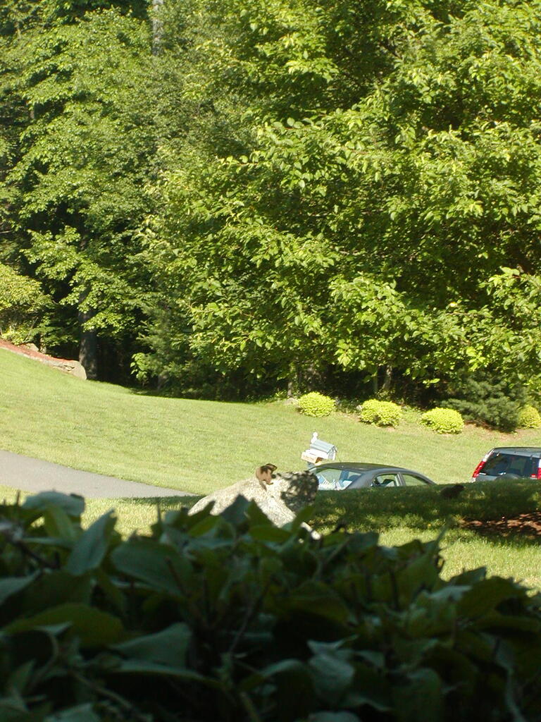 No description provided for: /2008/04-06/0621-woodchucks/photo01.html