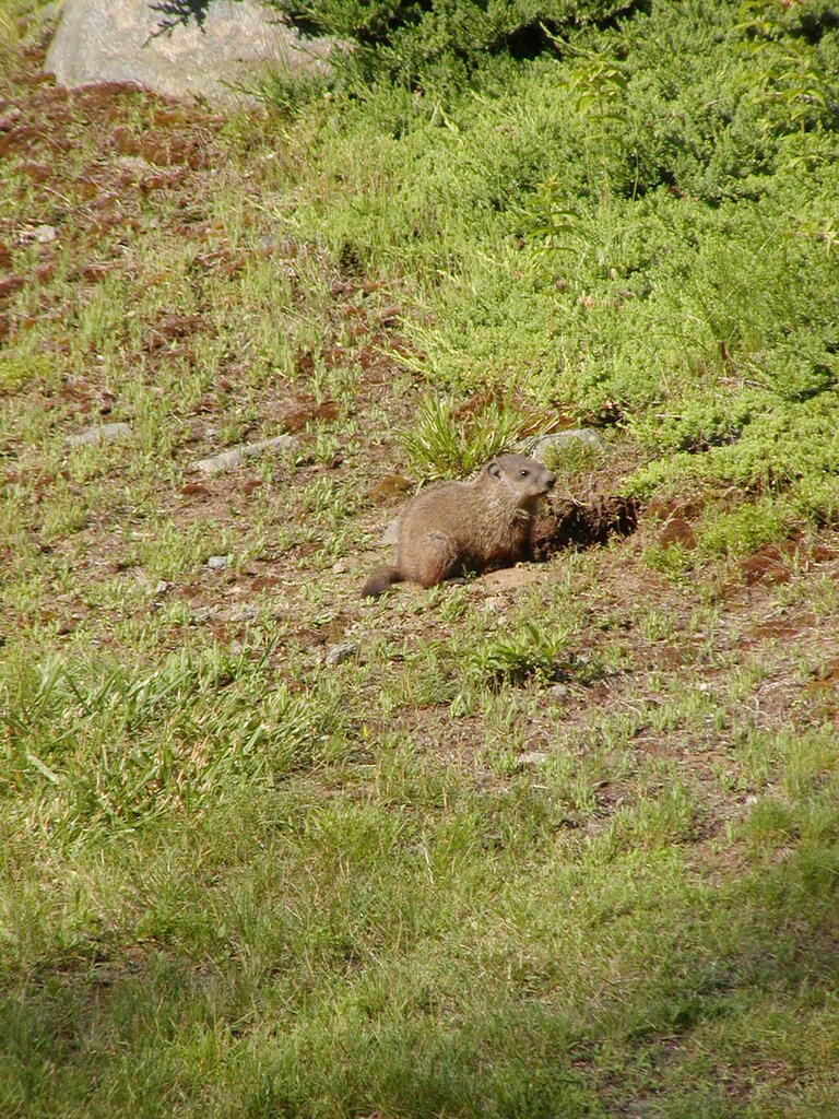 No description provided for: /2008/04-06/0621-woodchucks/photo02.html
