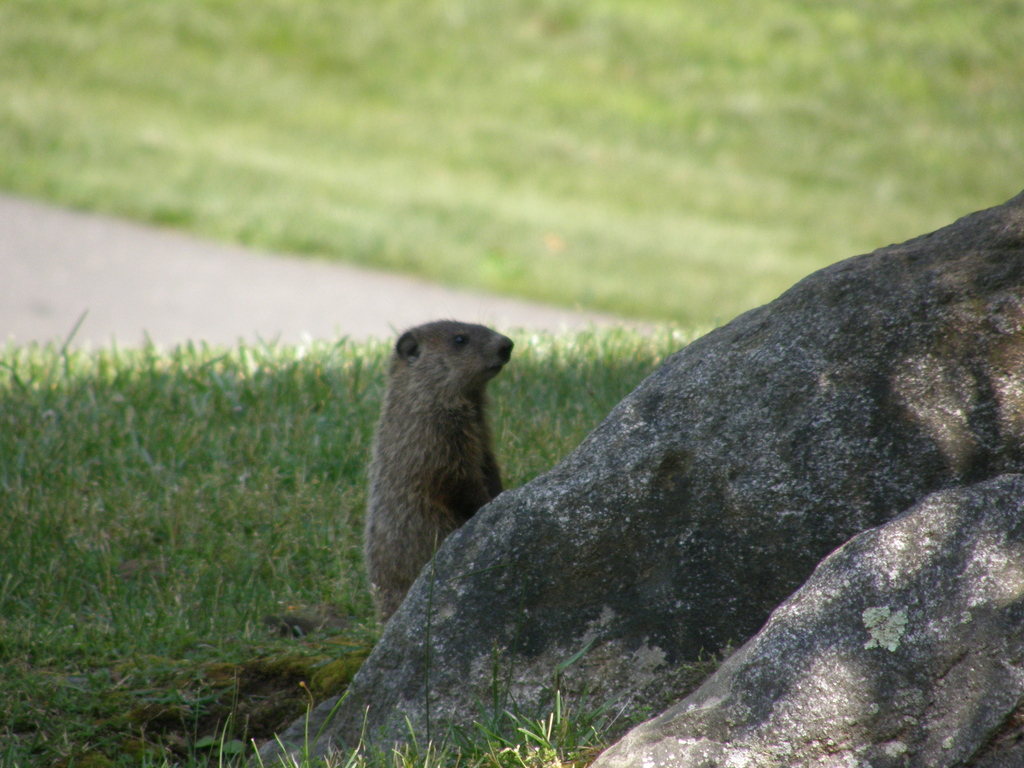 No description provided for: /2008/04-06/0621-woodchucks/photo04.html