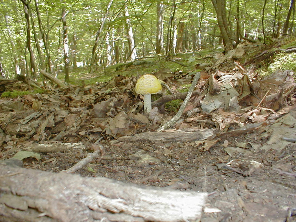 No description provided for: /2008/07-09/0826-erin-hiking/_2/photo22.html