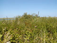 Image file: photo13.jpg