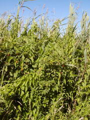 Image file: photo16.jpg