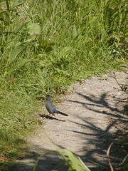 Image file: photo17.jpg