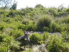 Image file: photo41.jpg