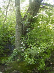 Image file: photo56.jpg