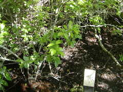 Image file: photo57.jpg