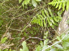 Image file: photo62.jpg