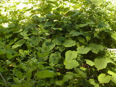 Image file: photo64.jpg