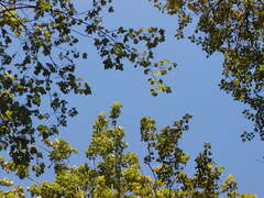 Image file: photo68.jpg