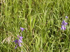 Image file: photo80.jpg