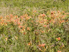 Image file: photo82.jpg