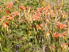 Image file: photo83.jpg