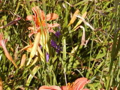 Image file: photo85.jpg