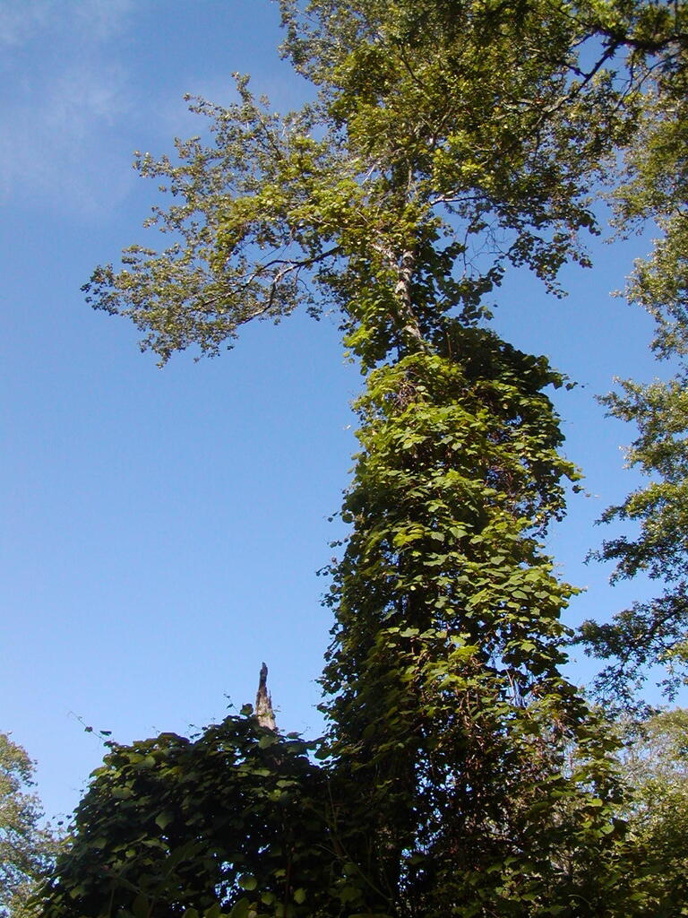 No description provided for: /2009/0715-fort-hill/_3/photo65.html